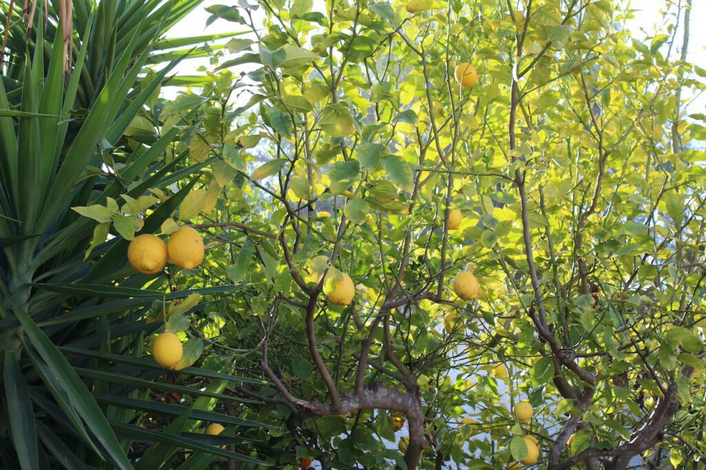 Verna Lemon spain natural 